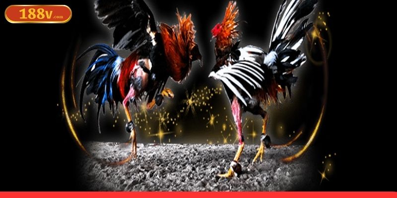 Bet thủ share vài mẹo chơi đá gà online tại nền tảng Bet thủ share vài mẹo chơi đá gà online tại nền tảng