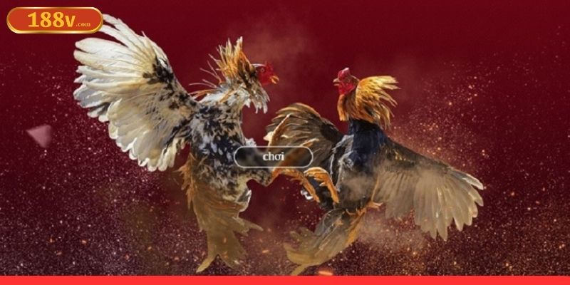 Các nguyên tắc cơ bản khi cược đá gà online Các nguyên tắc cơ bản khi cược đá gà online