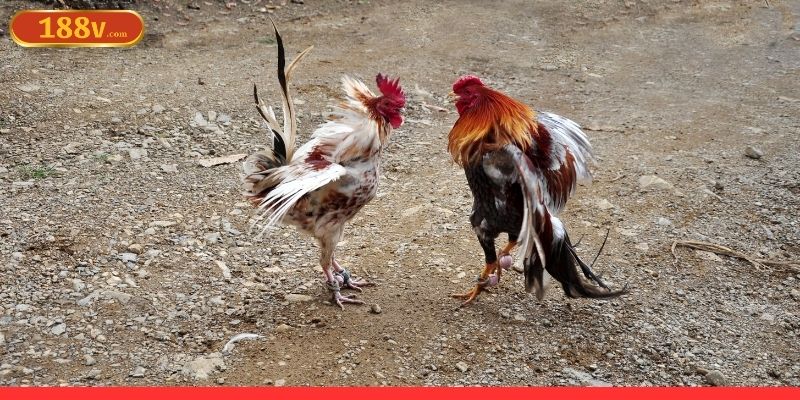 Chiêm nghiệm luật chơi chọi gà cẩn thận là điều cần thiết Chiêm nghiệm luật chơi chọi gà cẩn thận là điều cần thiết