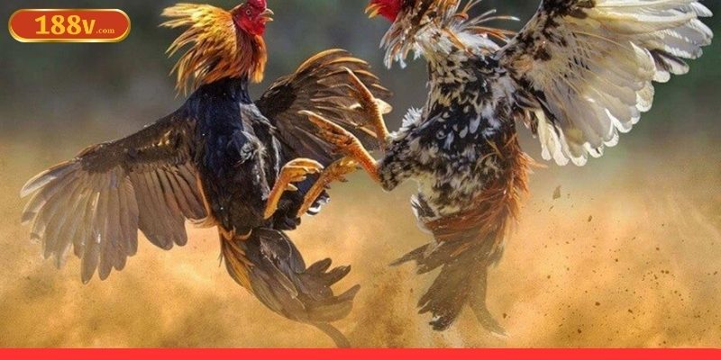 Chiến thuật dự đoán kết quả khi đá gà online Chiến thuật dự đoán kết quả khi đá gà online