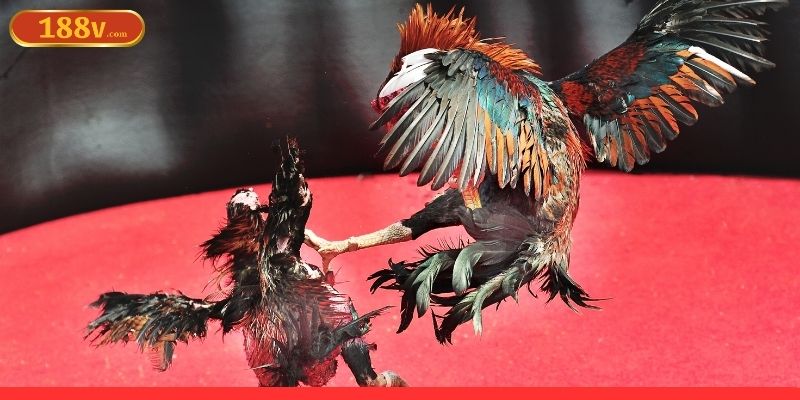 Đá gà 188V và thông tin cơ bản cần phải nắm Đá gà 188V và thông tin cơ bản cần phải nắm