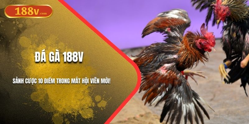 Đá Gà 188V - Sảnh Cược 10 Điểm Trong Mắt Hội Viên Mới!