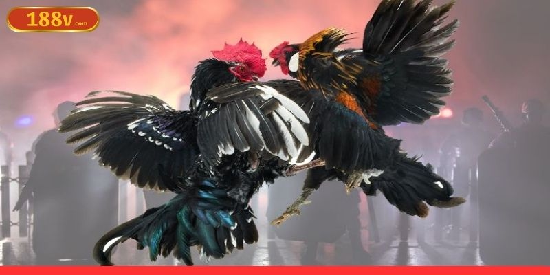 Giới thiệu thủ thuật đá gà trực tuyến tại 188V Giới thiệu thủ thuật đá gà trực tuyến tại 188V