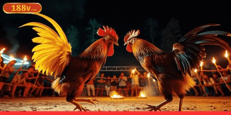 Hướng dẫn cách sử dụng cá cược đá gà online hiệu quả Hướng dẫn cách sử dụng cá cược đá gà online hiệu quả