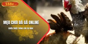 Mẹo Chơi Đá Gà Online – Chiến Thuật Thắng Lớn Tại 188V