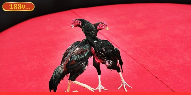 Những hình thức cược không nên bỏ qua tại nền tảng Những hình thức cược không nên bỏ qua tại nền tảng